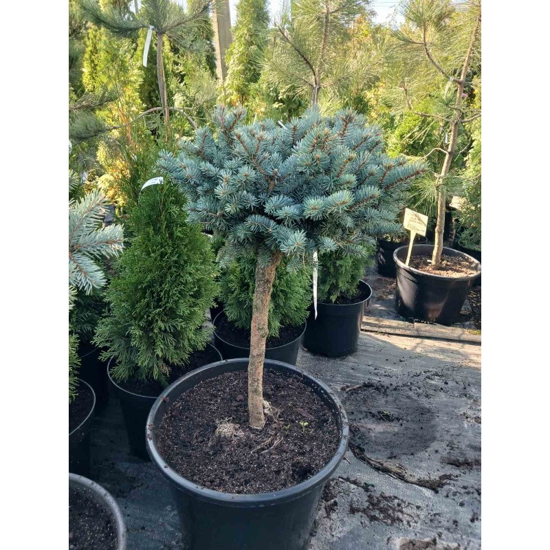 Ялина колюча Globosa (штамб) Актуальний діаметр : 40-45 см Об'єм : 35 л
