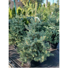 Ялина колюча Kaibab<br />
Актуальна висота : 120-130 см<br />
Об'єм : 35 л