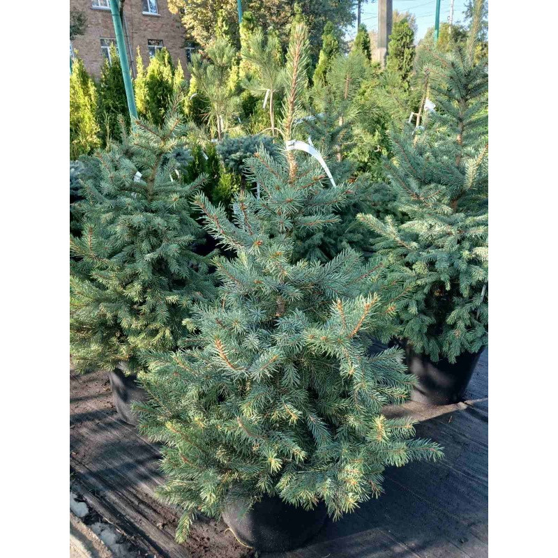 Ялина колюча Kaibab Актуальна висота : 100-110 см Об'єм : 35 л