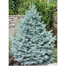 Ялина колюча Majestic Blue<br />
Актуальна висота : 70-80 см<br />
Об'єм : 7,5 л