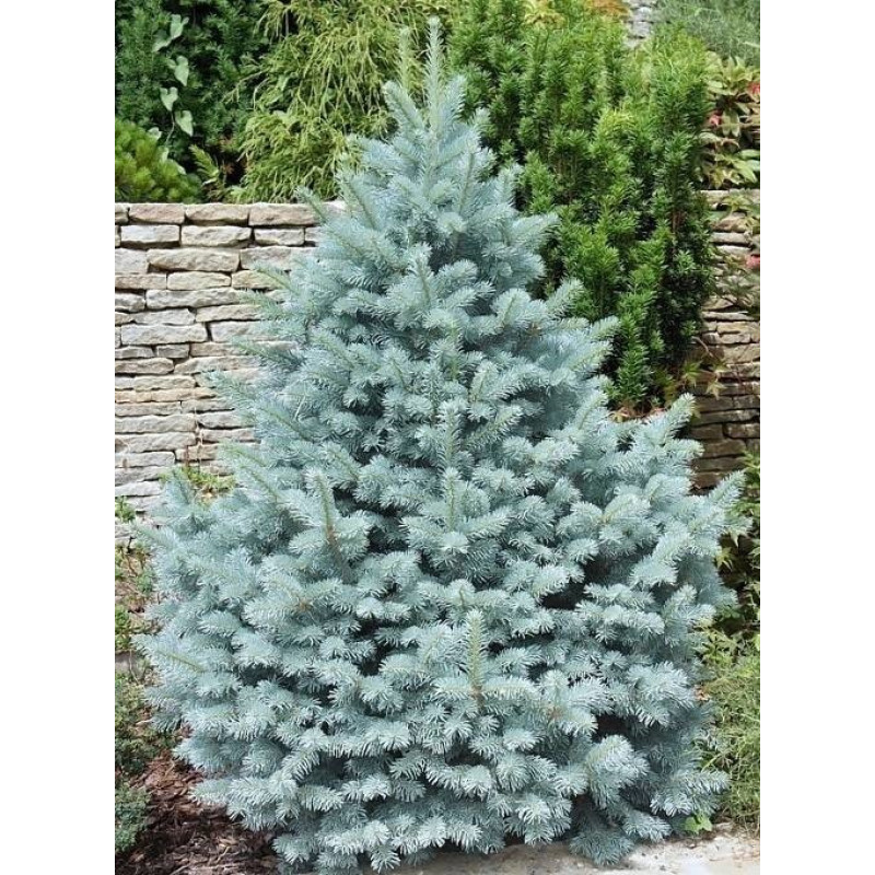 Ялина колюча Majestic Blue Актуальна висота : 70-80 см Об'єм : 7,5 л