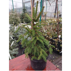 Ялина звичайна Acrocona Golden<br />
Актуальна висота : 40-50 см<br />
Об'єм : 5 л