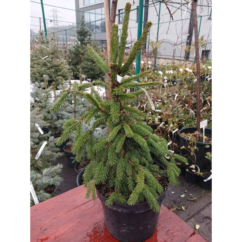 Ялина звичайна Acrocona Golden Актуальна висота : 40-50 см Об'єм : 5 л