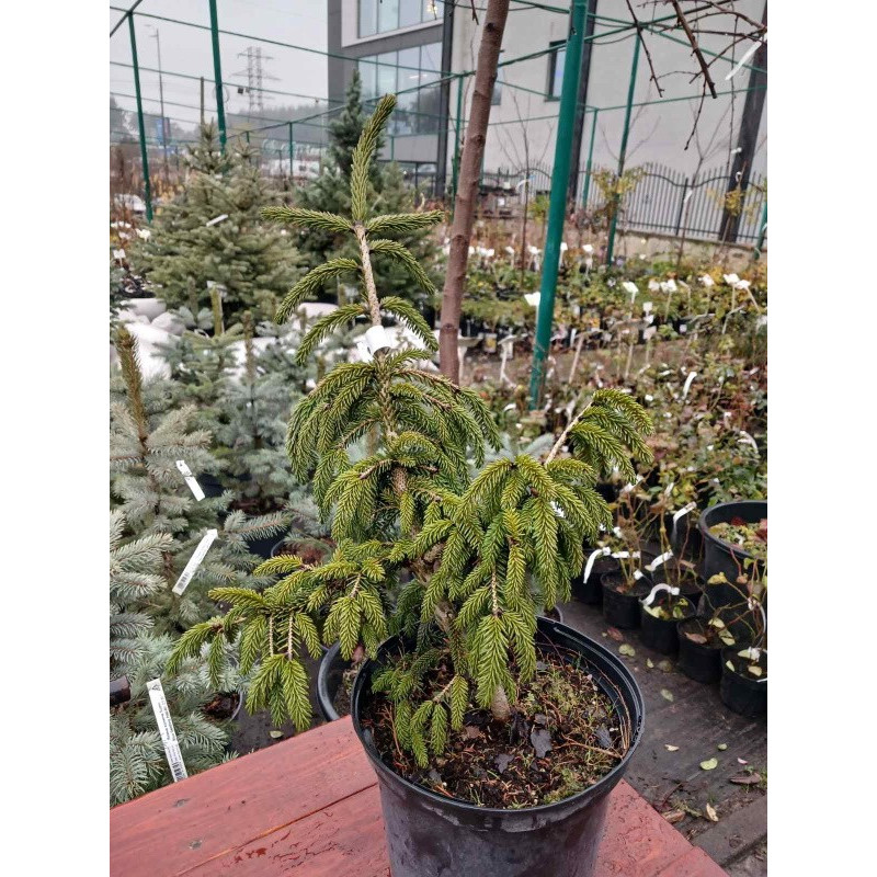 Ялина східна Aureospicata Актуальна висота : 40-60 см Об'єм : 5 л