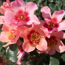 Роза персидская For Your Eyes Only<br />
Объем : открытый корень