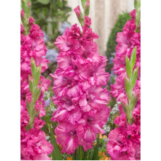 Гладиолус крупноцветковый Sweet Love<br />
Размер луковицы : размер луковицы 10/12