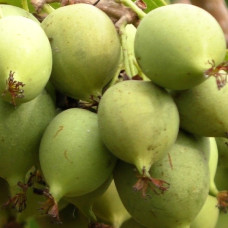 Актинидия аргута Фигурная (женская)<br />
Актуальная высота : 15-20 см<br />
Возраст растения : 2 года<br />
Объем : 2 л