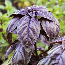 Базилік Розі Вага : 0,5 г