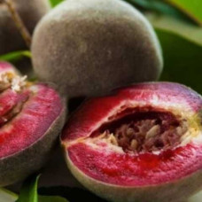 Персик Ред Рубин<br />
Возраст растения : 2 года<br />
Объем : открытый корень