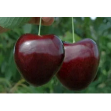 Черешня Ред Гигант<br />
Возраст растения : 1 год<br />
Объем : открытый корень