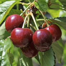 Черешня Ред Пасифик<br />
Возраст растения : 1 год<br />
Объем : открытый корень