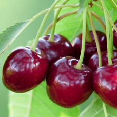 Черешня Целесте<br />
Возраст растения : 1 год<br />
Объем : открытый корень