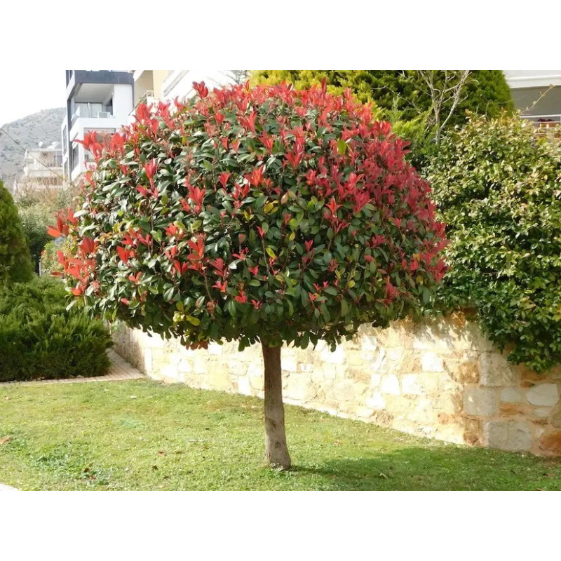 Фотінія Фразера Little Red Robin (штамб) Актуальна висота : 90 см Об'єм : 7 л