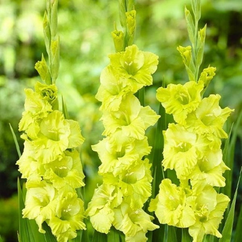 Гладиолус Крупноцветковый Green Star Размер луковицы : размер луковицы 10/12