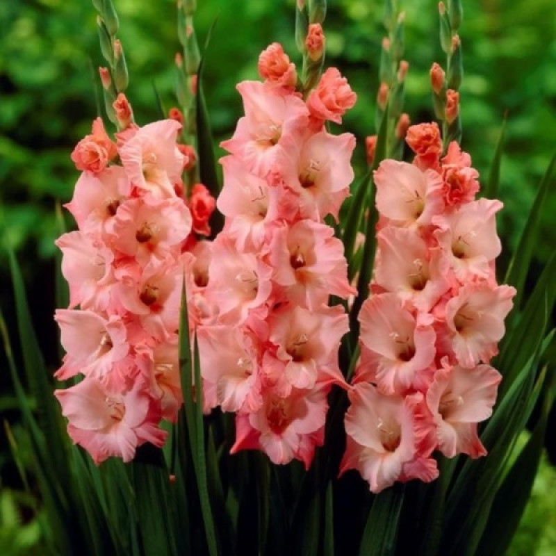 Гладиолус крупноцветковый New Release Размер луковицы : размер луковицы 10/12