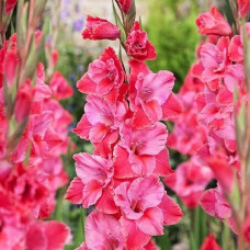 Гладиолус крупноцветковый Titanic<br />
Размер луковицы : размер луковицы 10/12