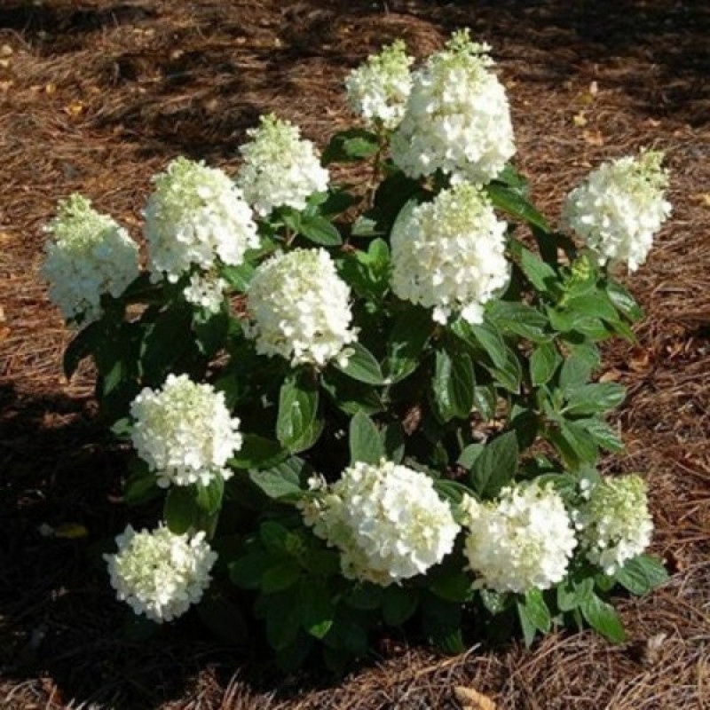 Гортензія волотиста Bobo Актуальна висота : 15-20 см Об'єм : 2 л