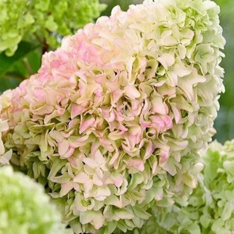 Гортензія волотиста Diamantino Актуальна висота : 20-25 см Об'єм : 2 л