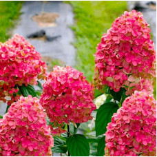 Гортензія волотиста Fire Light<br />
Актуальна висота : 20-25 см<br />
Об'єм : 2 л