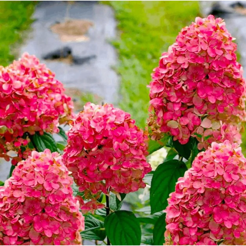 Гортензія волотиста Fire Light Актуальна висота : 20-25 см Об'єм : 2 л