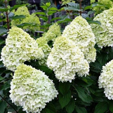 Гортензія волотиста Hercules<br />
Актуальна висота : 20-25 см<br />
Об'єм : 2 л