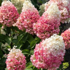 Гортензія волотиста Pinky Promise<br />
Актуальна висота : 15-20 см<br />
Об'єм : 2 л