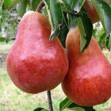 Груша Генерал Тотлебен<br />
Вік рослини : 1 рік<br />
Об'єм : відкрита коренева система