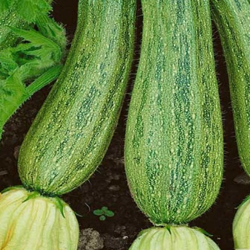 Кабачок Корделія F1 Вага : 5 шт