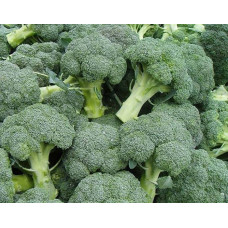 Капуста броколі Калабрезе F1<br />
Вага : 0,5 г