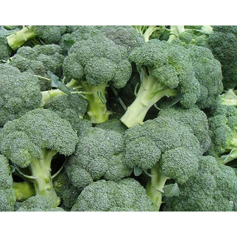 Капуста броколі Калабрезе F1 Вага : 0,5 г