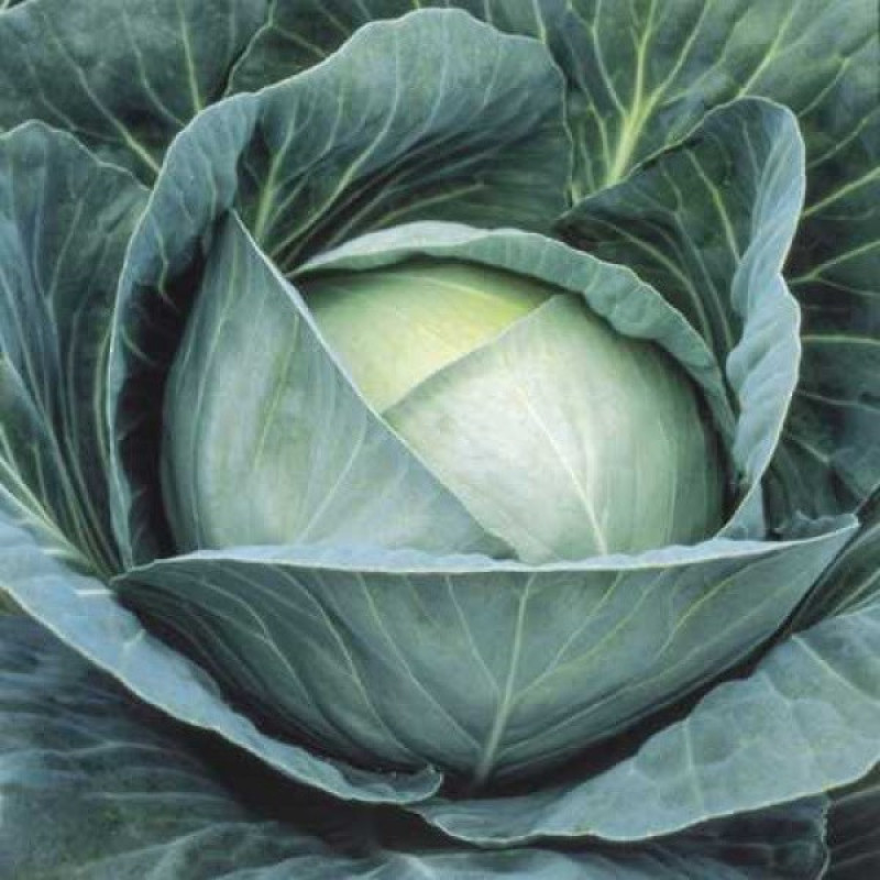 Капуста білокачанна Професор F1 Вага : 20 шт
