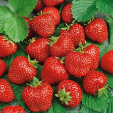 Полуниця Аргентера<br />
Об'єм : Р9