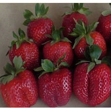 Полуниця Дестіні<br />
Об'єм : Р9