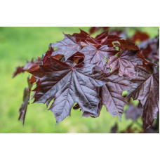 Клён остролистный Royal Red<br />
Актуальная высота : 15-20 см<br />
Объем : 5 л
