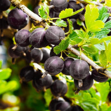 Агрус Чорний Оксамит<br />
Вік рослини : 2 роки<br />
Об'єм : відкрита коренева система