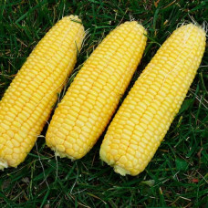 Кукурудза Світ Парадайз F1<br />
Вага : 20 шт