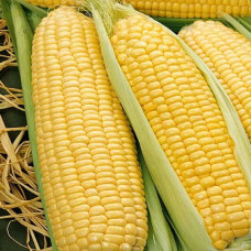 Кукурудза Сальвадор F1<br />
Вага : 10 шт