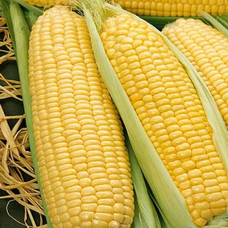 Кукурудза Сальвадор F1 Вага : 10 шт