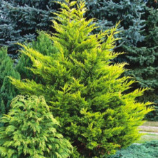 Купрессоципарис лейланда Castlewellan Gold<br />
Актуальна висота : 60-70 см<br />
Об'єм : 7,5 л