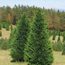 Купрессоципарис лейланда Pyramidalis<br />
Актуальна висота : 70-80 см<br />
Об'єм : 5 л