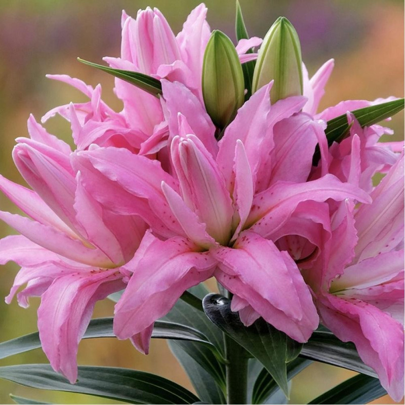 Лилия махровая Diantha Размер луковицы : размер луковицы 14/16