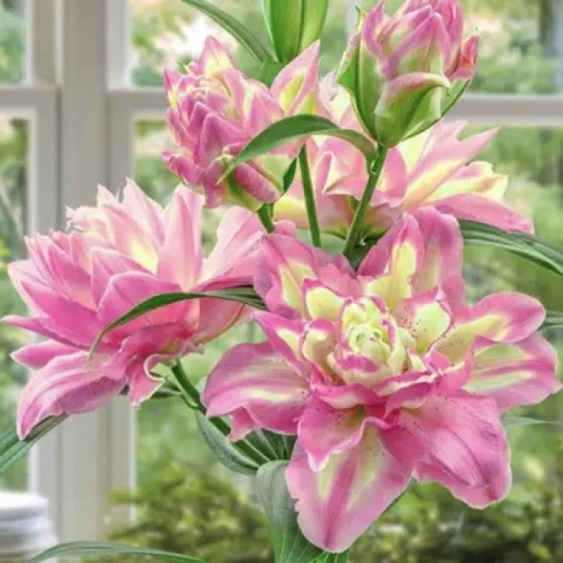 Лілія махрова Lucky Angel Розмір цибулини : розмір цибулини 14/16