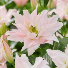 Лілія махрова Amistad<br />
Розмір цибулини : розмір цибулини 14/16