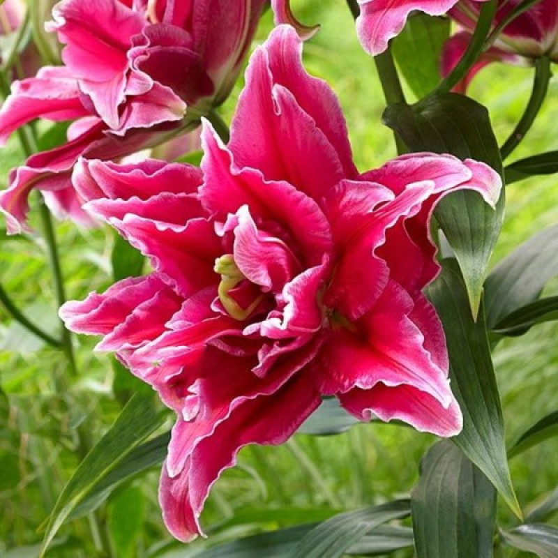 Лілія Орієнтальна Fabienne Розмір цибулини : розмір цибулини 14/16