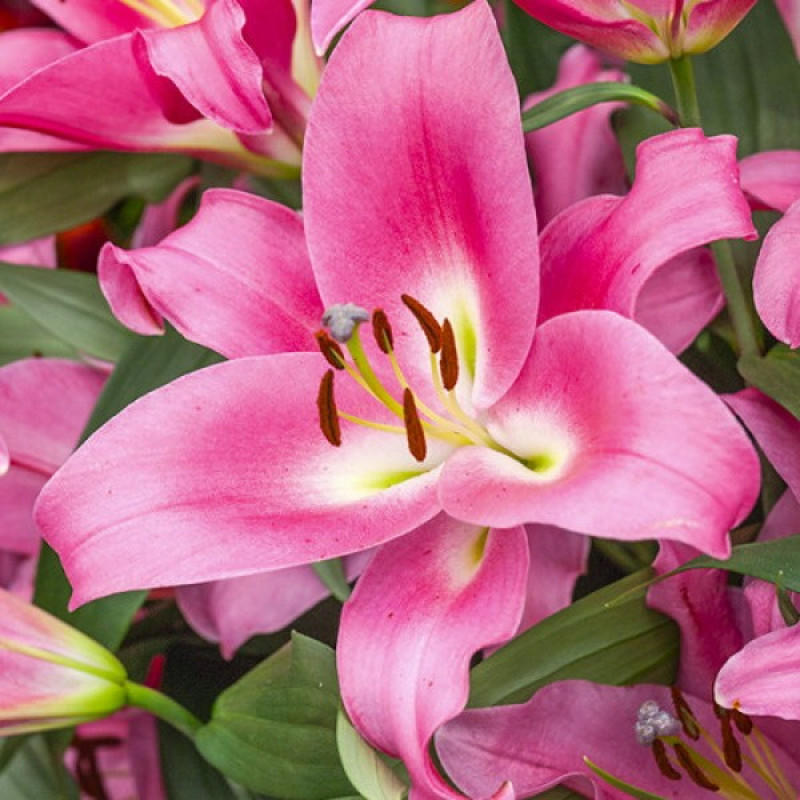 Лилия ОТ-Гибрид Maldano Размер луковицы : размер луковицы 14/16