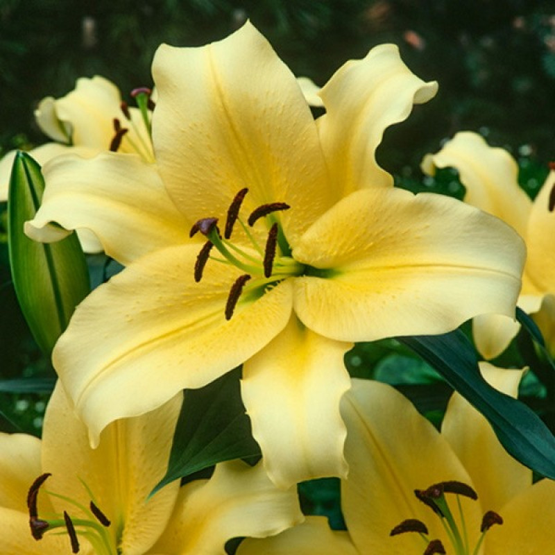 Лілія ОТ-Гібрид Vigneron Розмір цибулини : розмір цибулини 16/18