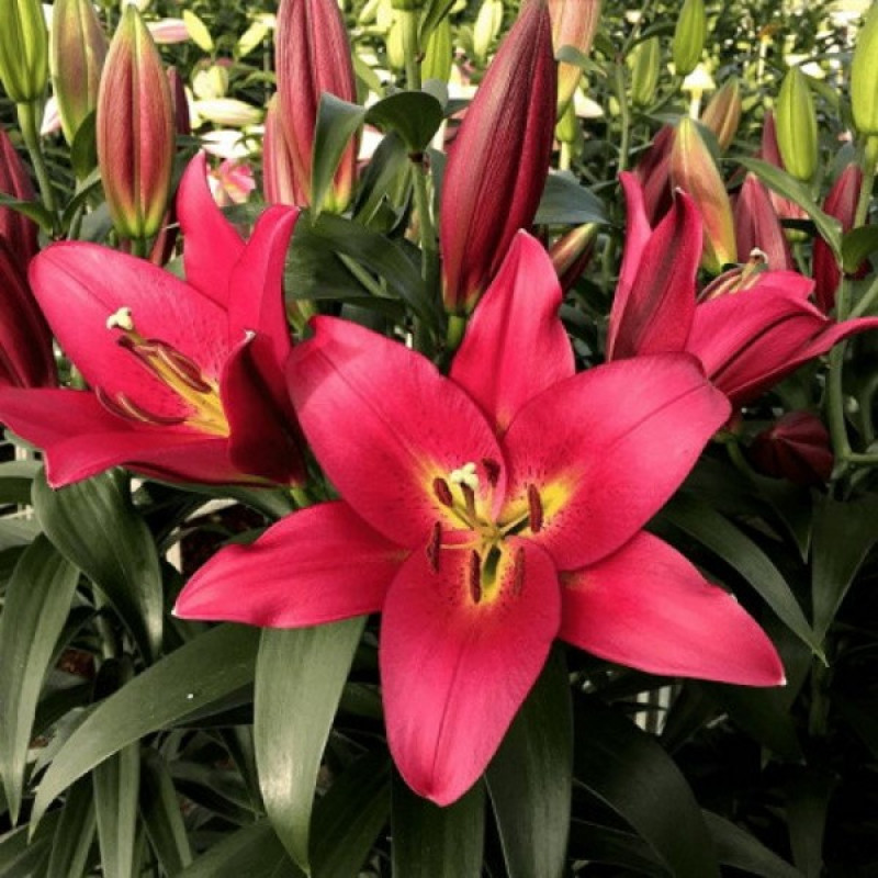 Лилия ОТ-Гибрид Touchstone Размер луковицы : размер луковицы 14/16