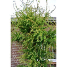 Модрина європейська Horstmann's Recurved<br />
Актуальна висота : 50-60 см<br />
Об'єм : 10 л