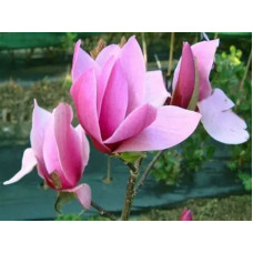 Магнолія гібридна Amethyst Flame<br />
Актуальна висота : 100-110 см<br />
Об'єм : 7,5 л