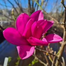 Магнолія гібридна Pink Pyramid<br />
Актуальна висота : 100-110 см<br />
Об'єм : 5 л